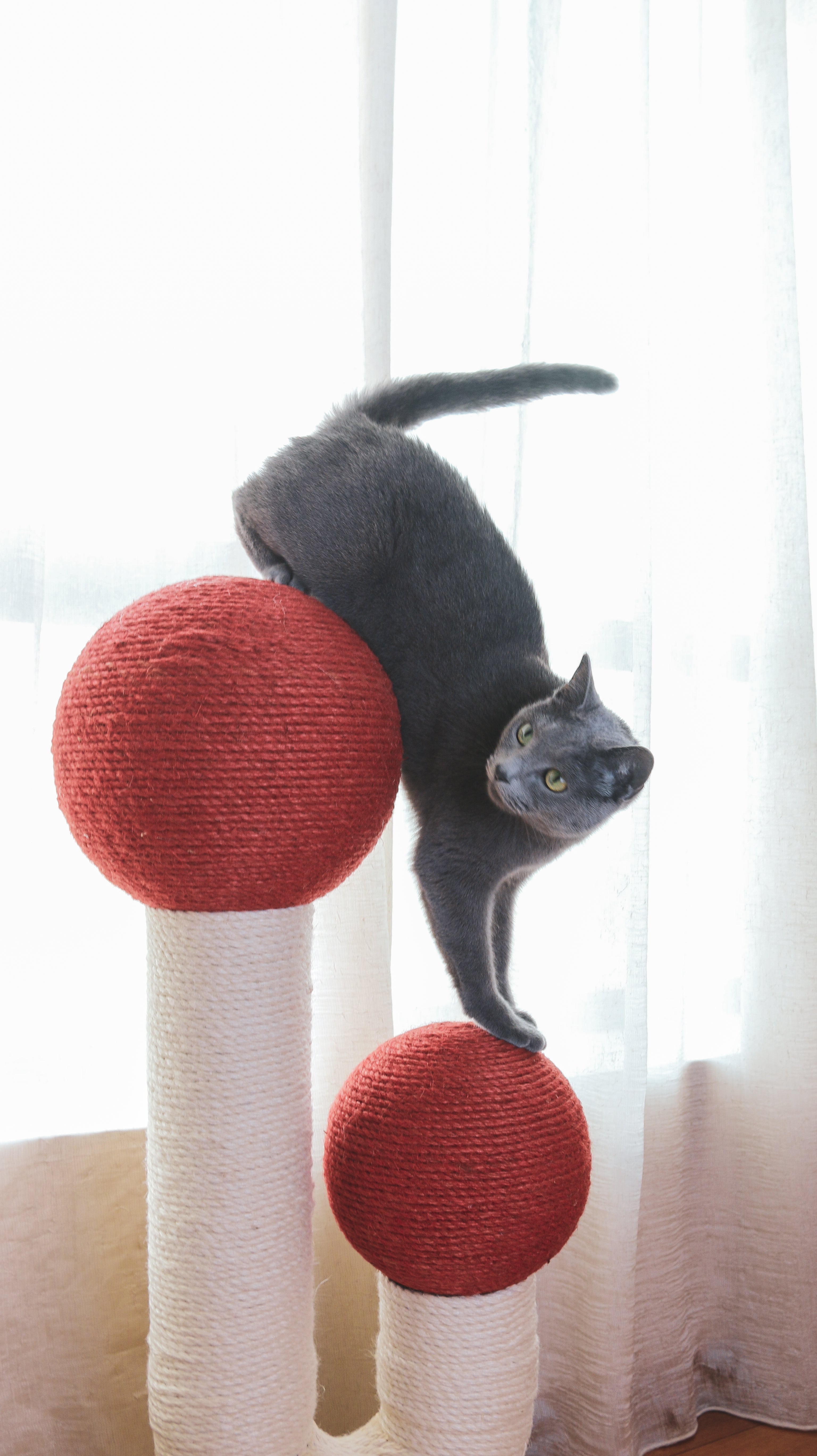 The Maple (Autumn Red)