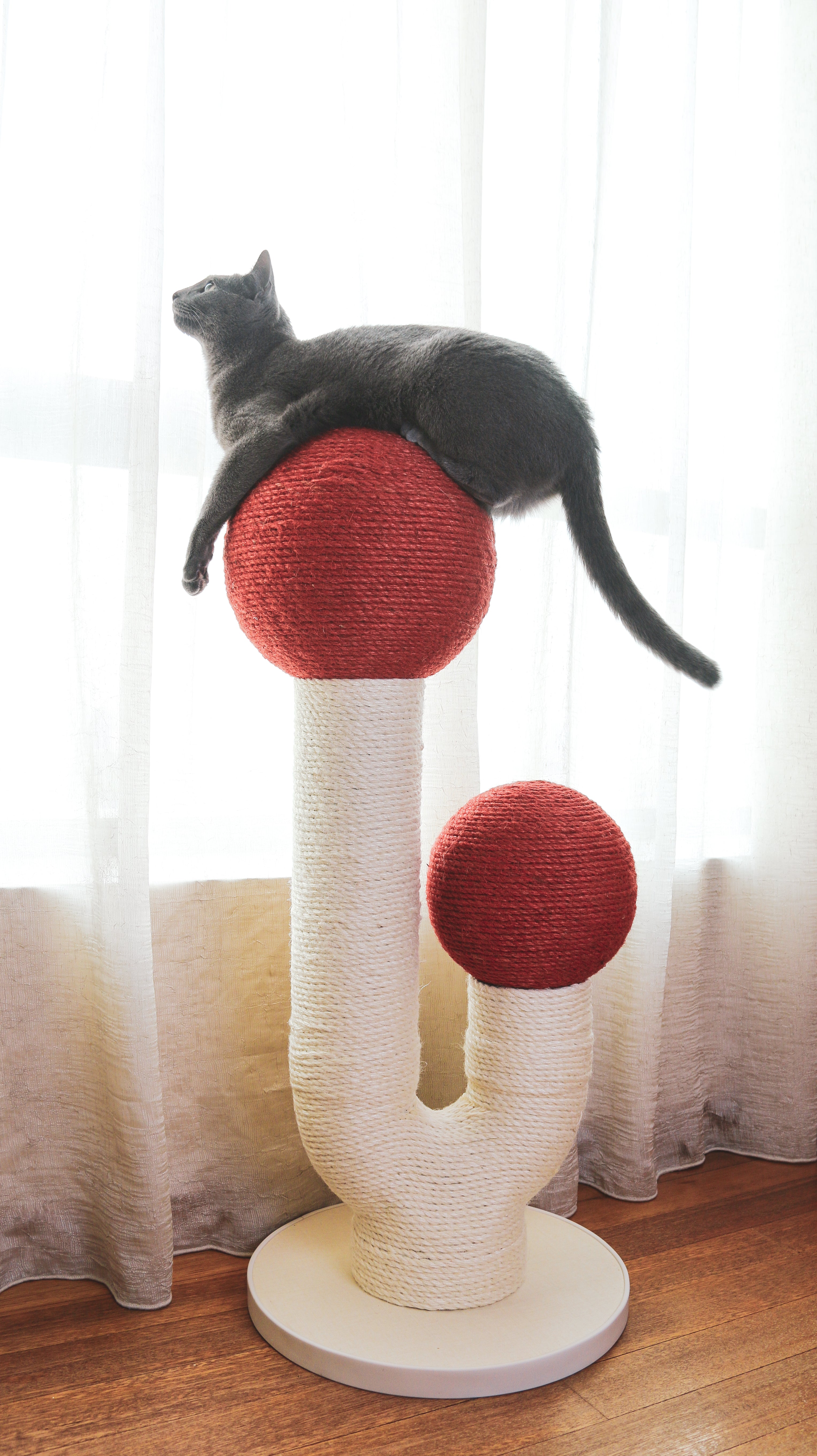 The Maple (Autumn Red)