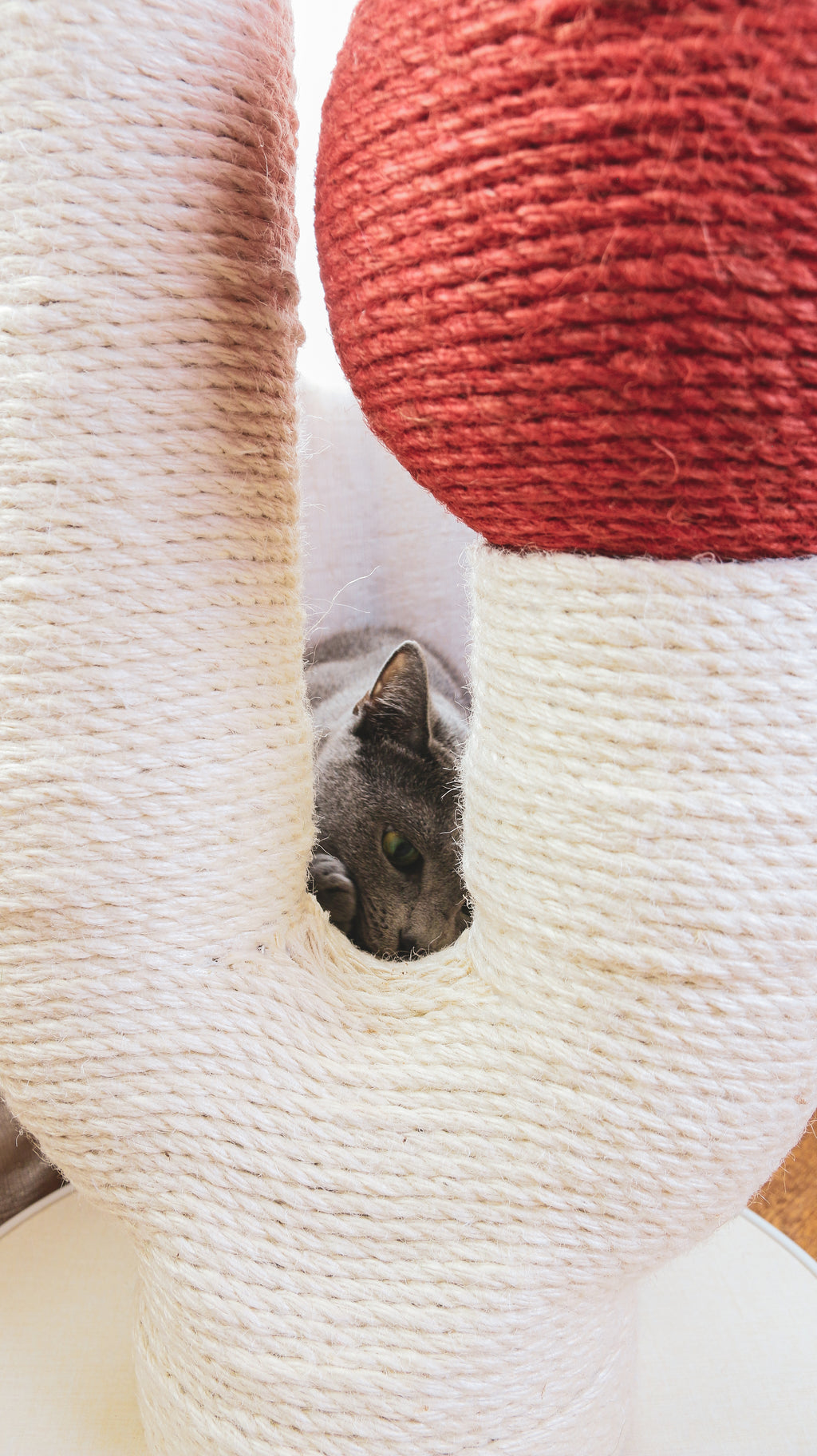 The Maple (Autumn Red)