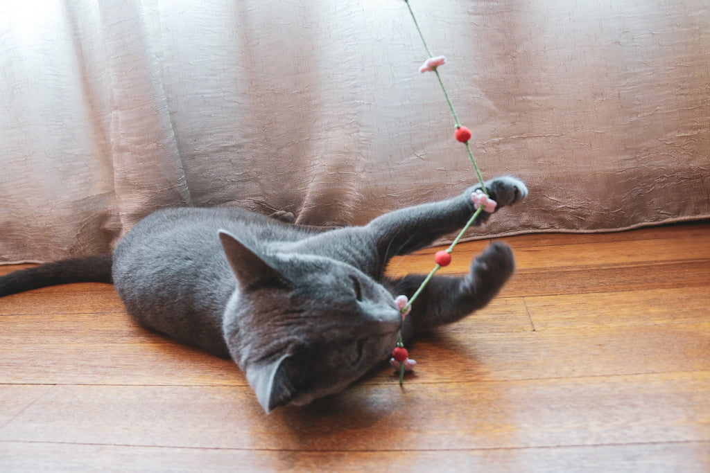 The Cherry Blossoms Teaser