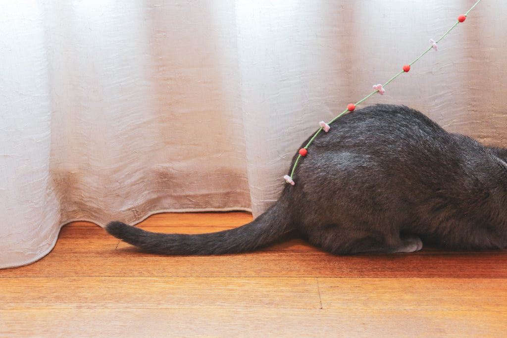 The Cherry Blossoms Teaser