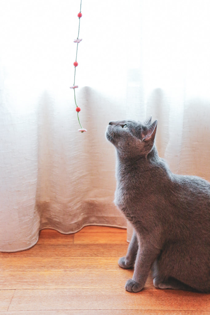 The Cherry Blossoms Teaser