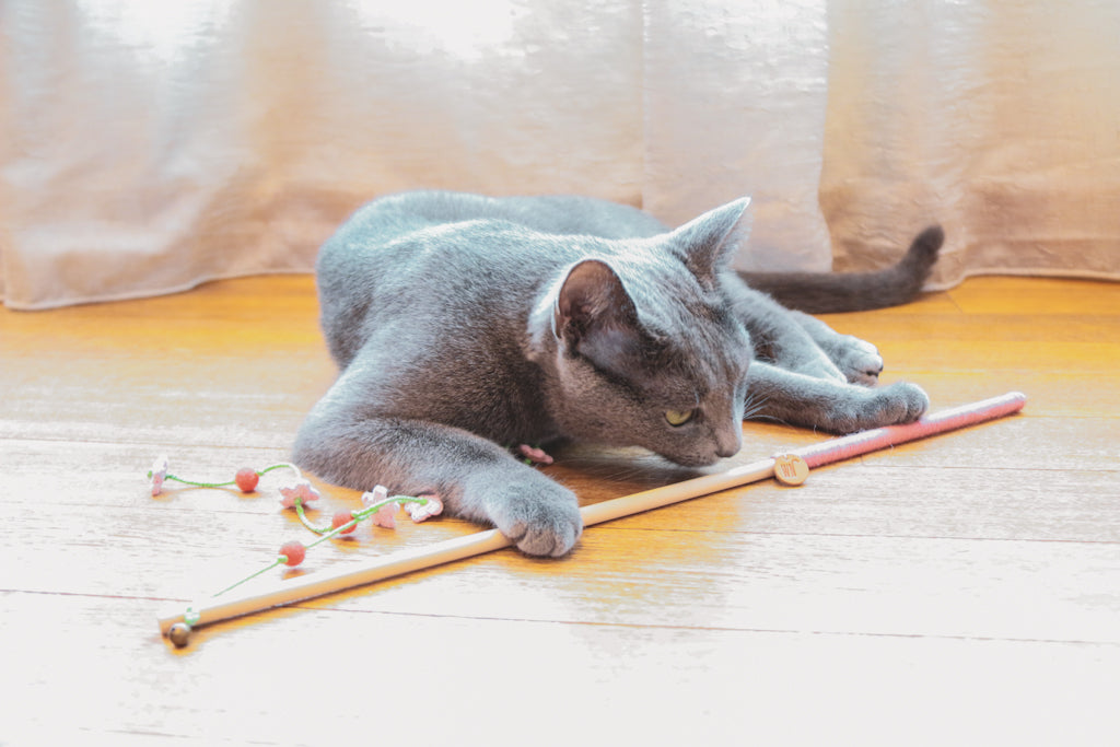 The Cherry Blossoms Teaser