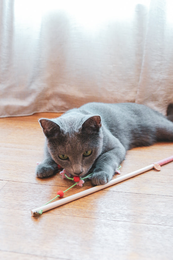 The Cherry Blossoms Teaser