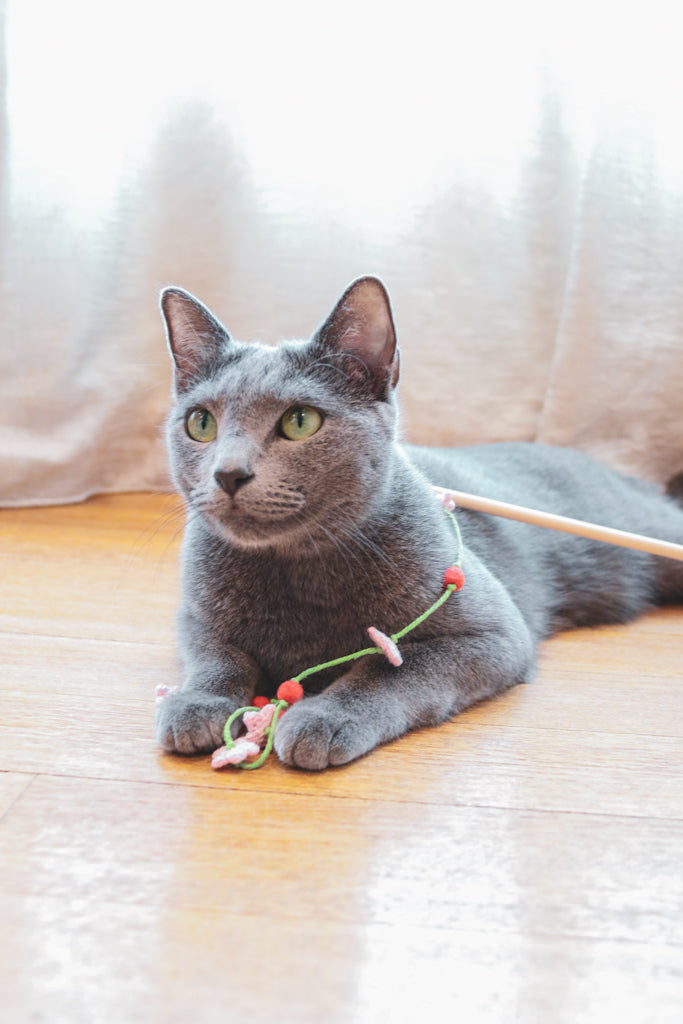 The Cherry Blossoms Teaser