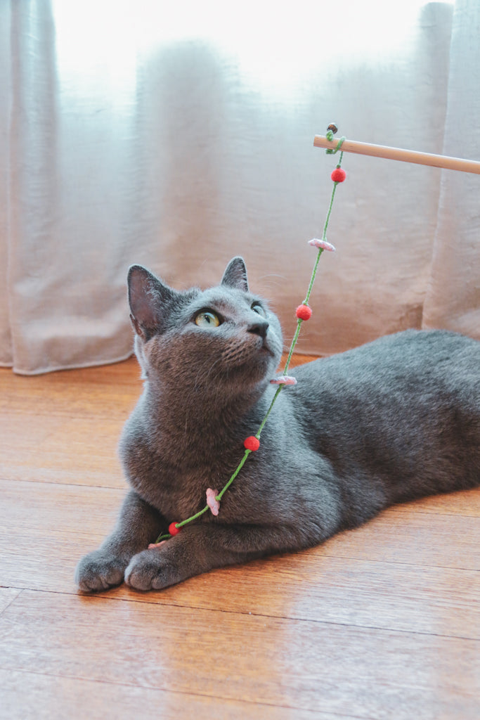 The Cherry Blossoms Teaser