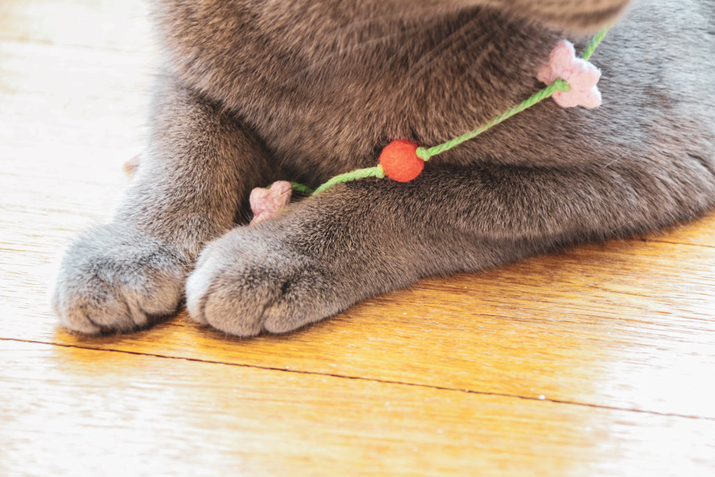 The Cherry Blossoms Teaser