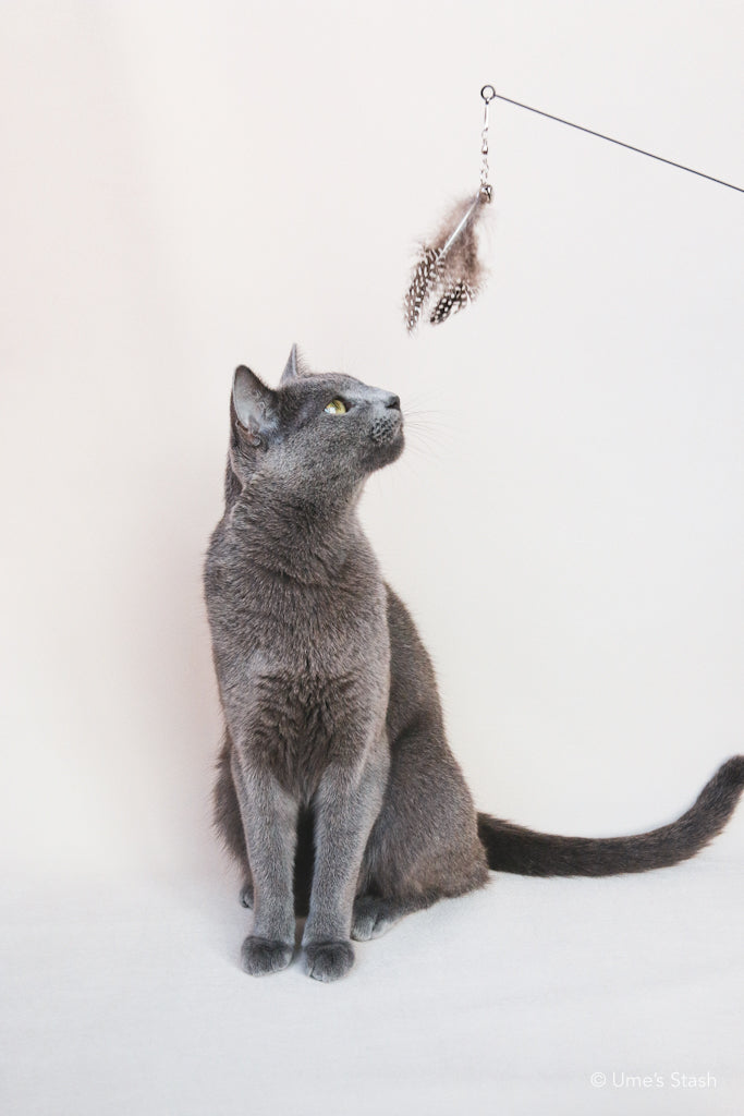 The Phoenix Feathers