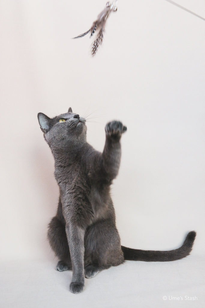 The Phoenix Feathers