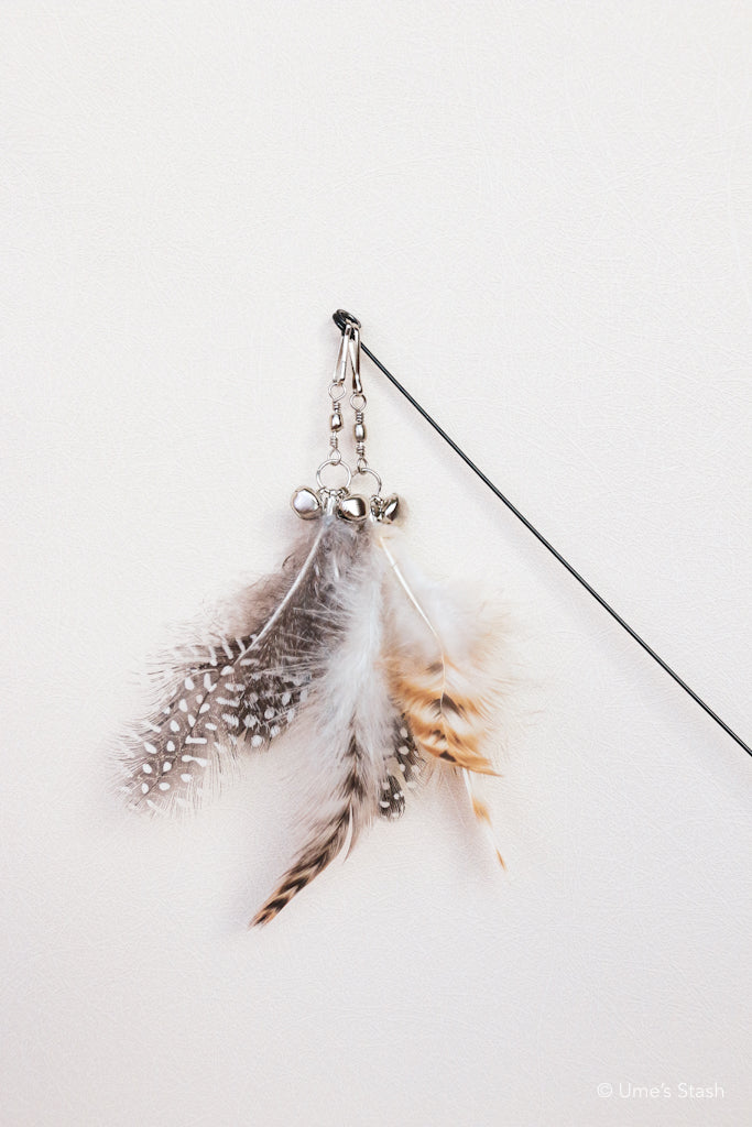 The Phoenix Feathers