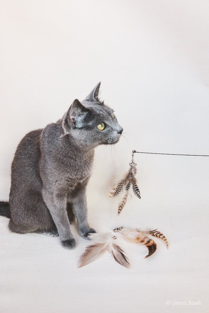 The Phoenix Feathers