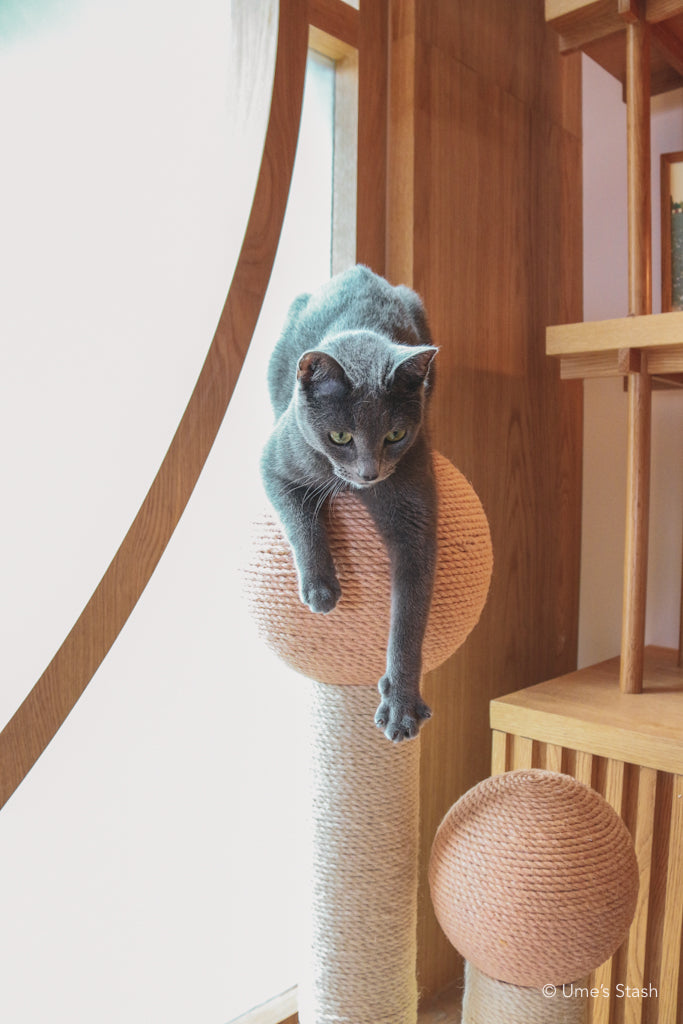 The Maple (Spring Pink)