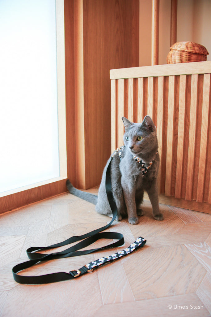 The Daisy Leash