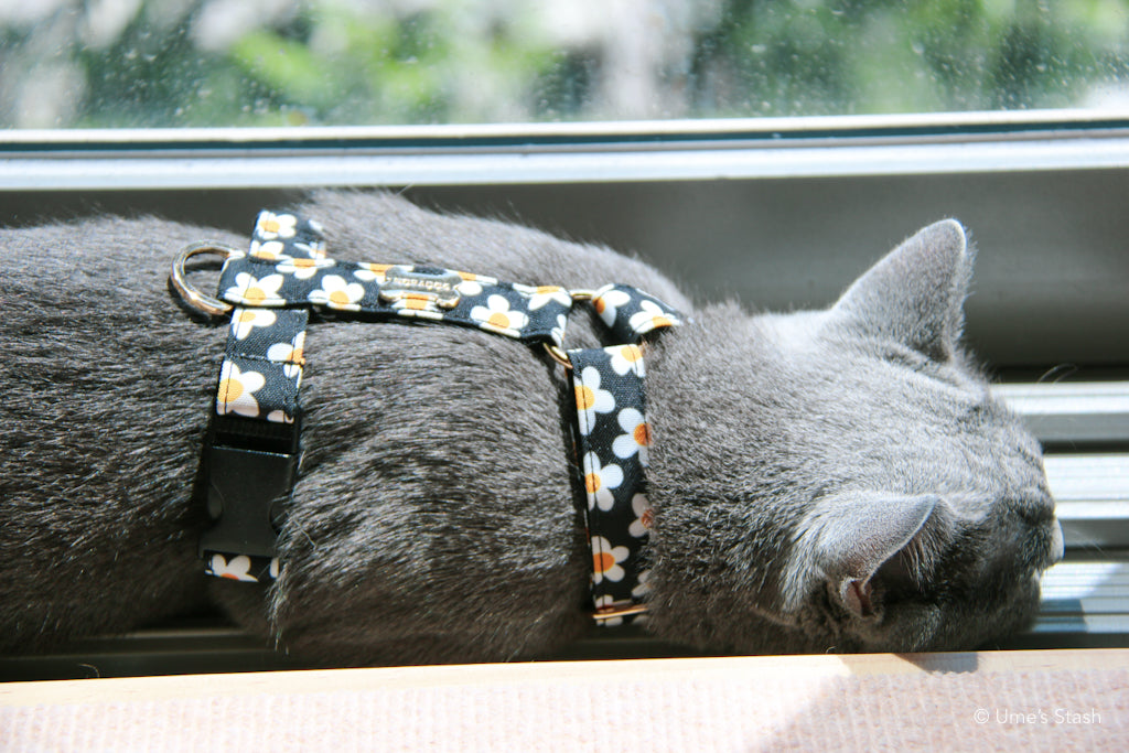 The Daisy Harness