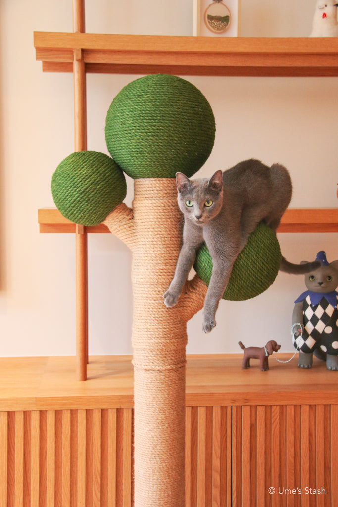 bonsai cat tree The Bonsai