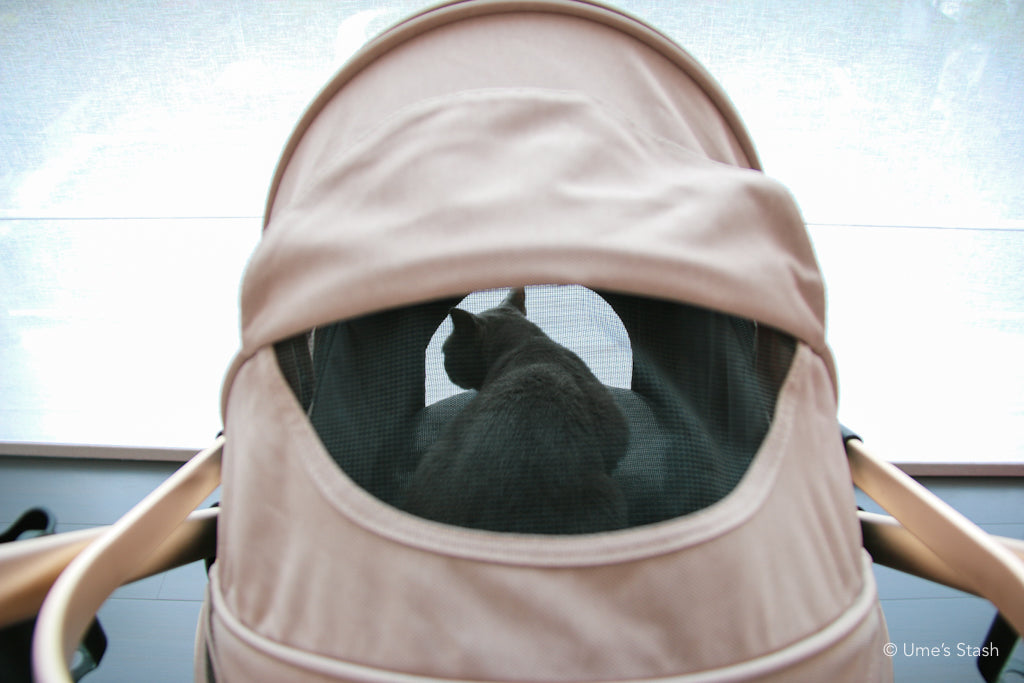 The Pumpkin Stroller (MW5)