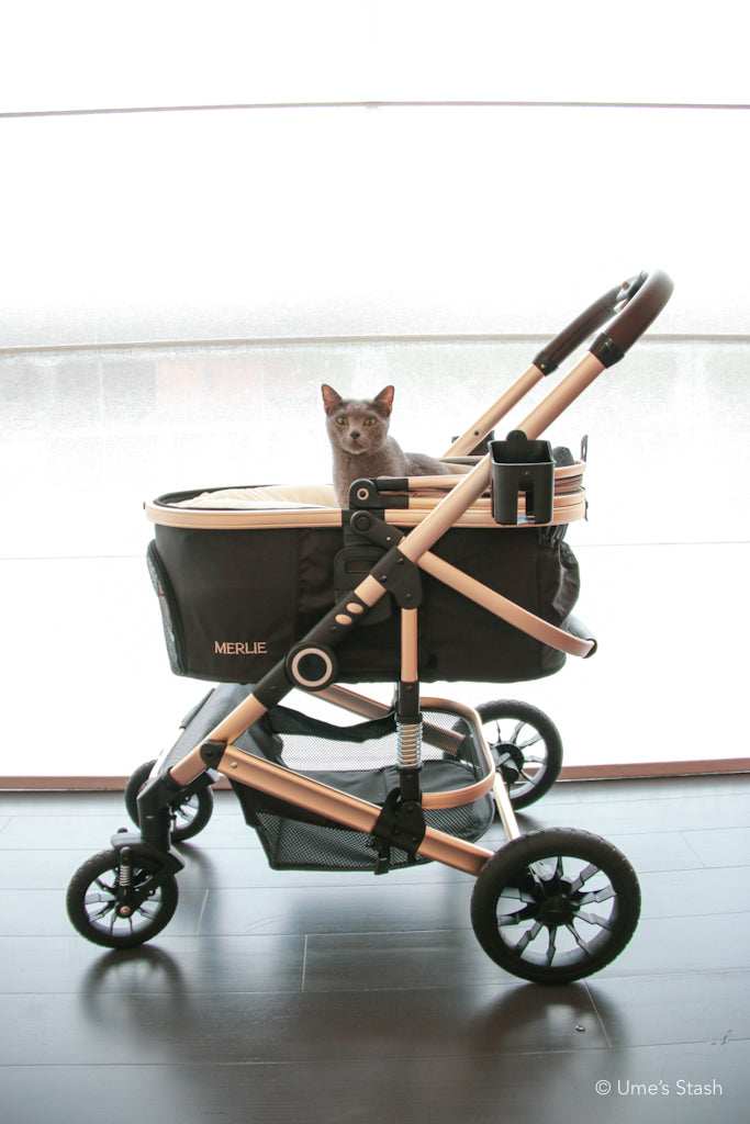 The Pumpkin Stroller (MW5)