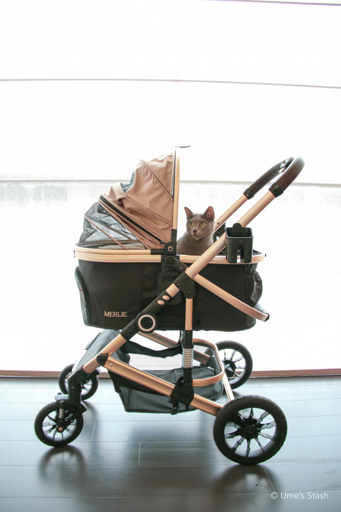 The Pumpkin Stroller (MW5)