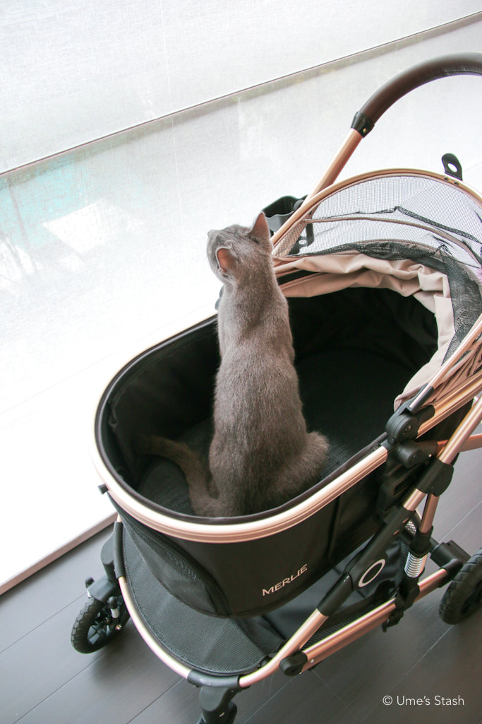 The Pumpkin Stroller (MW5)