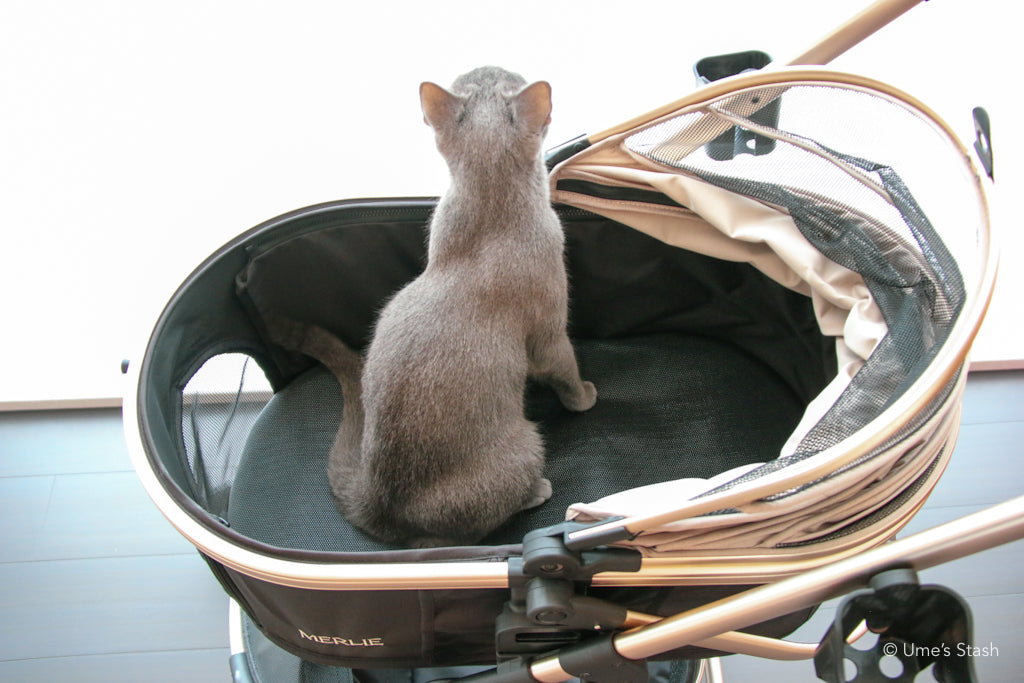 The Pumpkin Stroller (MW5)